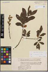 Foto von Salix cinerea L.